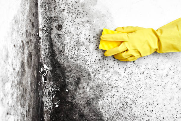 Professional Mold Removal in Waxahachie, TX