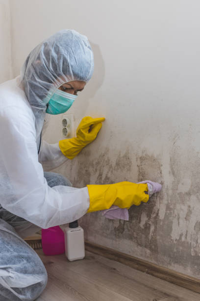 Environmental Consulting for Mold Prevention in Waxahachie, TX