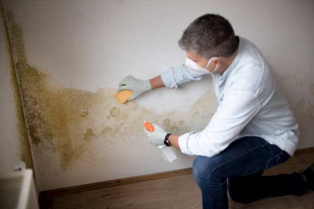 Best Post-Construction Mold Inspection  in Waxahachie, TX