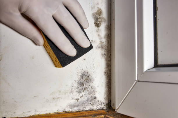Best Dehumidification Services  in Waxahachie, TX